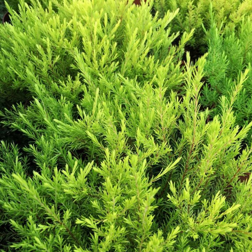 Diosma Lemon