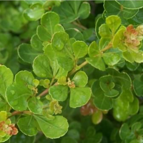 Rhus Crenata