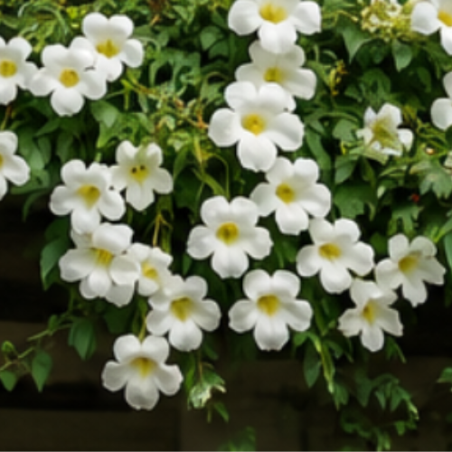 Bignonia Blanca o Copa de Vino